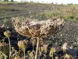 PI_279762_84ncai01_SD_SD_XX_2013-10-07_02.jpg