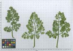 PI_279763_04ncai01_SD_PL_LV_2011-07-12_02.jpg