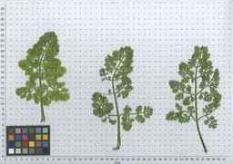 PI_279763_04ncai01_SD_PL_LV_2011-07-12_03.jpg