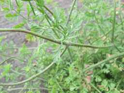 PI_279763_04ncai01_SD_PL_LV_2011-07-22_01.jpg