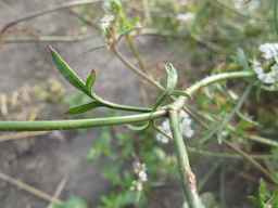 PI_279763_04ncai01_SD_PL_LV_2011-08-22_01.jpg