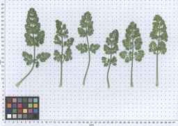 PI_279763_04ncai01_SD_PL_LV_2013-06-17_01.jpg