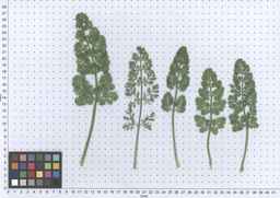 PI_279763_04ncai01_SD_PL_LV_2013-06-17_02.jpg
