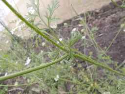 PI_279763_04ncai01_SD_PL_LV_2013-06-21_01.jpg
