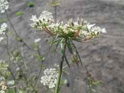 PI_279763_04ncai01_SD_PL_UM_2010-08-18_03.jpg