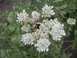 PI_279763_04ncai01_SD_PL_UM_2011-07-22_01.jpg