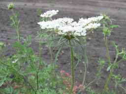 PI_279763_04ncai01_SD_PL_UM_2011-07-22_04.jpg