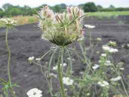 PI_279763_04ncai01_SD_PL_UM_2011-08-05_01.jpg