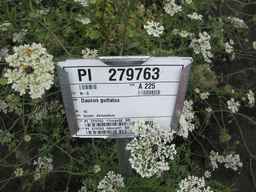PI_279763_04ncai01_SD_PL_UM_2011-08-05_03.jpg