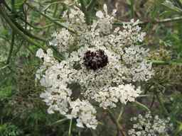 PI_279763_04ncai01_SD_PL_UM_2011-08-22_01.jpg