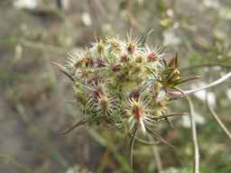 PI_279763_04ncai01_SD_PL_UM_2011-08-22_02.jpg