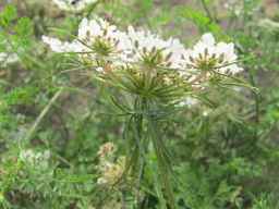 PI_279763_04ncai01_SD_PL_UM_2011-08-22_03.jpg