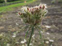 PI_279763_04ncai01_SD_PL_UM_2011-08-22_04.jpg
