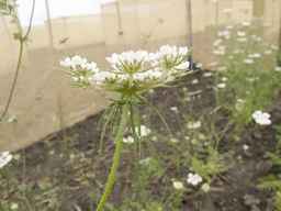 PI_279763_04ncai01_SD_PL_UM_2013-06-21_02.jpg