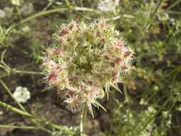 PI_279763_04ncai01_SD_PL_UM_2013-07-03_01.jpg