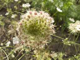 PI_279763_04ncai01_SD_PL_UM_2013-07-03_02.jpg