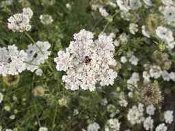 PI_279763_04ncai01_SD_PL_UM_2013-08-06_01.jpg