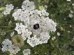 PI_279763_04ncai01_SD_PL_UM_2013-08-06_05.jpg