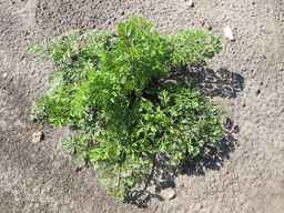 PI_279763_04ncai01_SD_PL_XX_2011-06-29_02.jpg