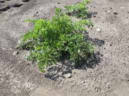 PI_279763_04ncai01_SD_PL_XX_2011-06-29_03.jpg