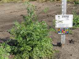 PI_279763_04ncai01_SD_PL_XX_2011-07-13_02.jpg