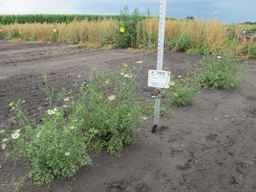 PI_279763_04ncai01_SD_PL_XX_2011-07-22_02.jpg