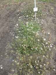 PI_279763_04ncai01_SD_PL_XX_2011-08-22_02.jpg