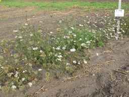 PI_279763_04ncai01_SD_PL_XX_2011-08-22_03.jpg