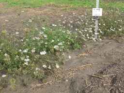 PI_279763_04ncai01_SD_PL_XX_2011-08-22_04.jpg
