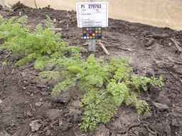 PI_279763_04ncai01_SD_PL_XX_2013-06-21_01.jpg