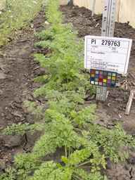 PI_279763_04ncai01_SD_PL_XX_2013-06-21_02.jpg