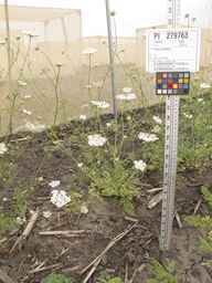 PI_279763_04ncai01_SD_PL_XX_2013-06-21_05.jpg