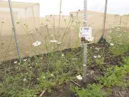 PI_279763_04ncai01_SD_PL_XX_2013-06-21_06.jpg