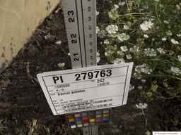 PI_279763_04ncai01_SD_PL_XX_2013-07-03_01.jpg