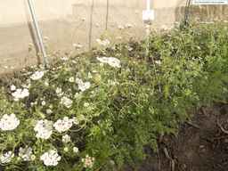 PI_279763_04ncai01_SD_PL_XX_2013-07-03_03.jpg