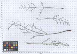 PI_279764_03ncai01_SD_PL_LV_2013-05-29_01.jpg