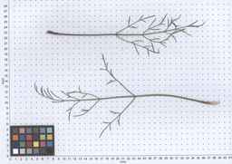 PI_279764_03ncai01_SD_PL_LV_2013-05-29_04.jpg