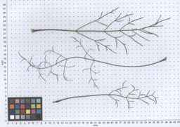PI_279764_03ncai01_SD_PL_LV_2013-11-05_01.jpg