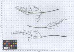 PI_279764_03ncai01_SD_PL_LV_2013-11-05_02.jpg