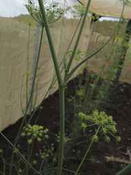 PI_279764_03ncai01_SD_PL_LV_2017-07-31_01.jpg