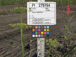 PI_279764_03ncai01_SD_PL_UM_2010-08-26_01.jpg