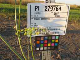 PI_279764_03ncai01_SD_PL_UM_2010-08-27_01.jpg