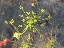 PI_279764_03ncai01_SD_PL_UM_2010-08-27_04.jpg