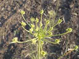PI_279764_03ncai01_SD_PL_UM_2013-07-02_01.jpg