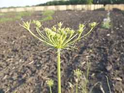 PI_279764_03ncai01_SD_PL_UM_2013-07-02_02.jpg