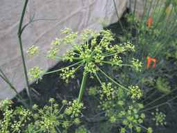 PI_279764_03ncai01_SD_PL_UM_2013-07-31_04.jpg
