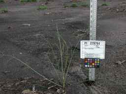 PI_279764_03ncai01_SD_PL_XX_2010-07-21_01.jpg