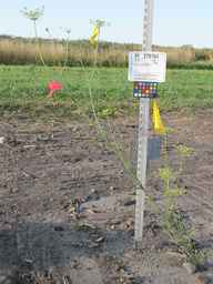 PI_279764_03ncai01_SD_PL_XX_2010-08-26_01.jpg