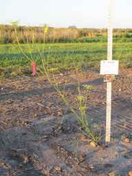 PI_279764_03ncai01_SD_PL_XX_2010-08-27_01.jpg
