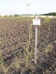 PI_279764_03ncai01_SD_PL_XX_2013-07-02_01.jpg